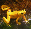 Panamanian golden frog in its habitat Credit: Tim Vickers
