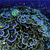 blue-coral-reef