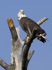 bald-eagle-on-branch