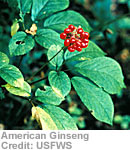 American Ginseng