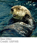 Sea Otter