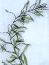 curly pondweed