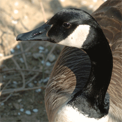 Canada Goose. Credit: Donna Dewhurst