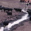image of cows crossing a runoff creek
