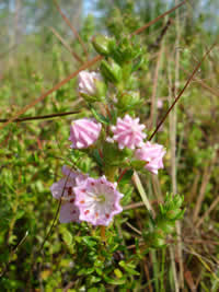 Kalmia hirsuta.