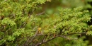 Western Hemlock