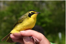 Kentucky Warbler