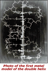 Photo of the first metal model of the double helix