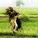 India Turns to Its Farms