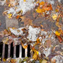 Leaves and water pour into a stormwater drain.