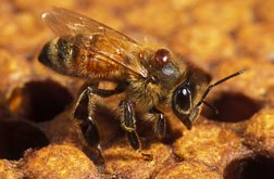 Varroa mite on a honey bee. Link to photo information