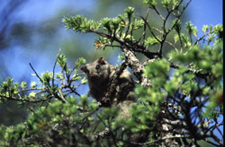 Prince of Wales flying squirrel in a tree. Photo Credit: Jeff Nichols