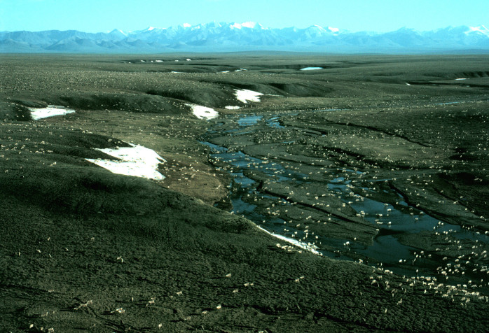 Photo of Porcupine Caribou Herd in Arctic National Wildlife Refuge's coastal plain.  Photo Credit:  USFWS