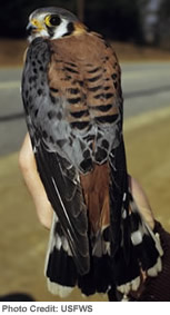 Kestrel in Hand