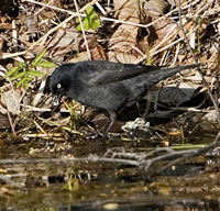 Rusty Blackbird