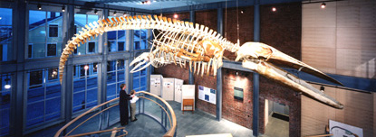 A blue whale skeleton in the Jacobs Gallery of the New Bedford Whaling Museum