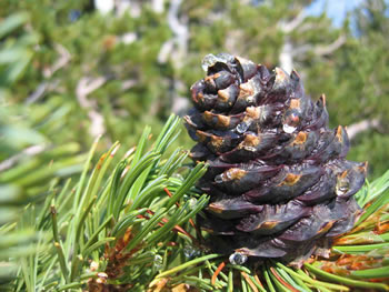 Whitebark Pine pinecone