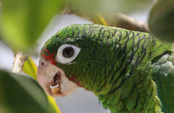 A bright green Puerto Rican parrot's face