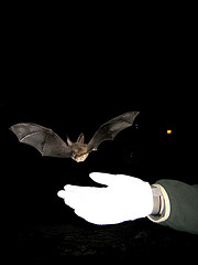 Virginia big-eared bat being released