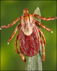 Photo: deer tick.