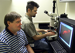 Paul Shirk  and  Richard Furlong examine computer image of a genetically transformed Indian meal moth caterpillar. Link to photo information