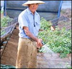 Photo: A gardener weating a hat.