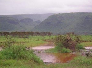 Former agriculture lands at Mana Plain, HI. Photo USFWS.