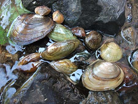 Mussels collected from a Missouri river during a survey.