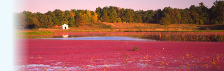 cranberry_bog_pembroke.jpg