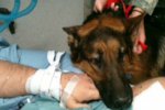 JaJo the military working dog was reunited with his handler during a bedside hospital...