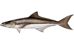 Cobia Image