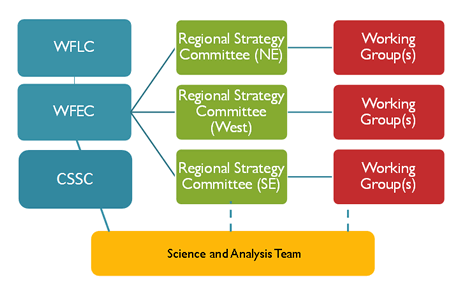 Flow chart showing the interrelationships of the Regional Strategy Committess, Working Groups and the National Science and Analysis Team.