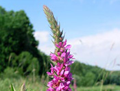 Purple Loosestrife