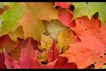 Image of maple leaves on the ground with their fall colors.