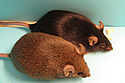 A regular C57BL/6 mouse with black fur (top) sits next to a C57BL/6 knockout mouse (bottom) easily identified by its reddish-brown fur