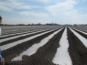 A field in Mexico uses a drip tape irrigation system