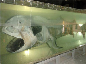 Left side of megamouth shark