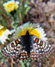 Bay Checkerspot butterfly. Credit: John Clecker/USFWS