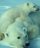 Polar bear with cub. Credit: Scott Schliebe/USFWS.