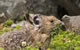 American Pika