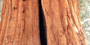 Sequoia bark.