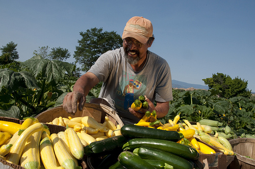 Fuel from plants