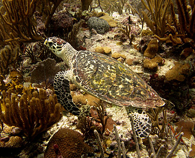 Hawksbill sea turtle