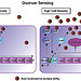 Illustrative diagram showing Quorum Sensing (QS) Molecules