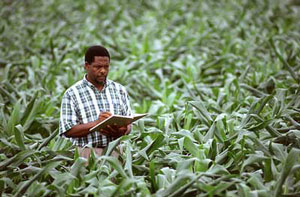 American Agriculture