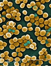 MRSA