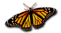 monarch butterfly