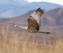 Sandhill Crane. Credit: USFWS