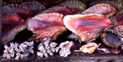 conch shells for sale