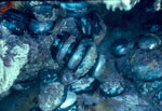 Black Abalone